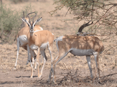 Soemmering Gazelles