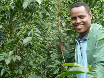 Coffee farmer in western Ethiopia.