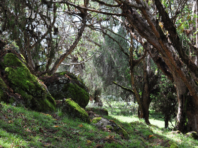 Juniper forest in the Bale Mountains.