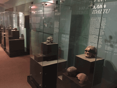 Exhibits at the National Museum in Addis Ababa.