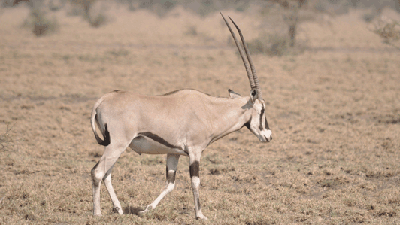 Oryx in Awash National Park.