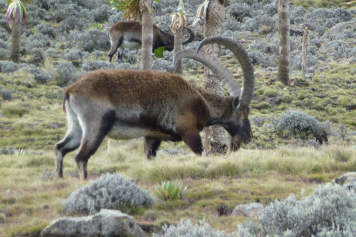 Walia Ibex in the Simien Mountains.