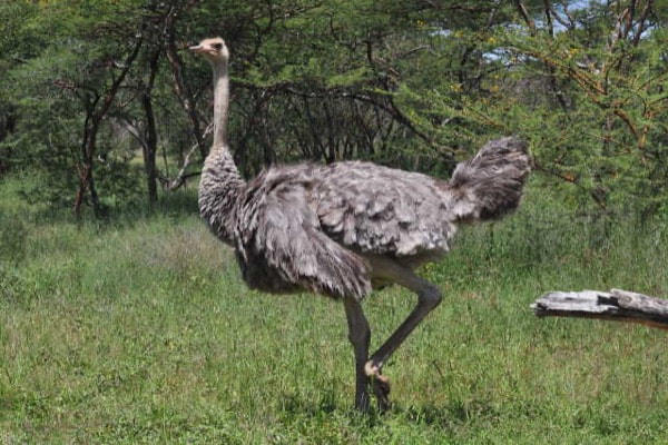 Common Ostrich (female)