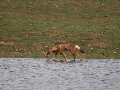 Ethiopian Red Wolf