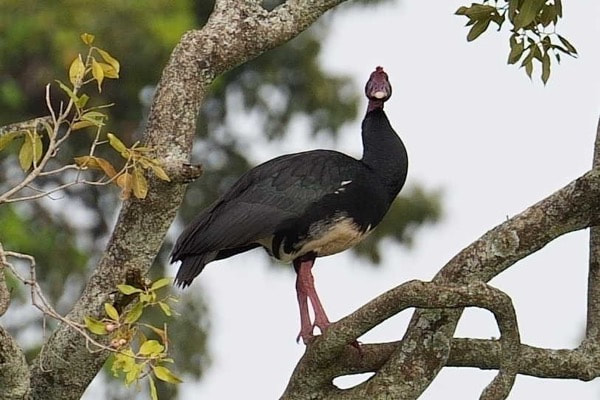 Spur-winged Goose
