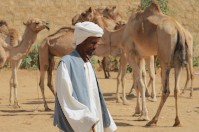 A camel market in Eritrea.