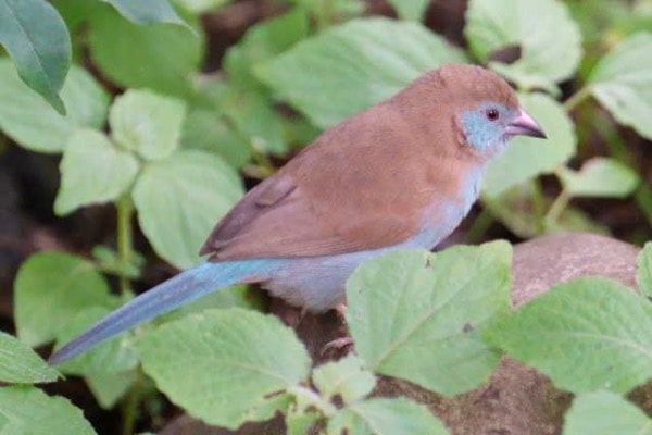 Red-cheeked Cordonbleu (female)