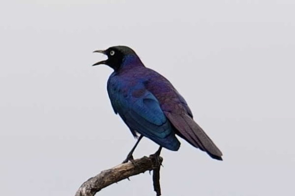 Ruppell's Starling