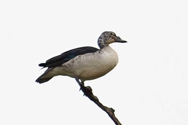 Knob-billed Duck (female)