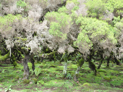 Harenna Forest in the Bale Mountains.