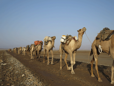 Camel Caravan in Danakil