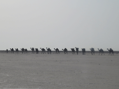 Camel caravan in the Danakil