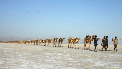 Camel Caravan in Ethiopia
