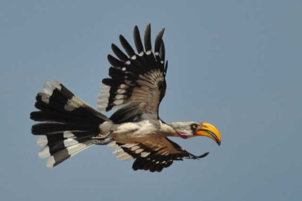 Eastern Yellow-billed Hornbill