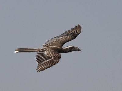 African Grey Hornbill