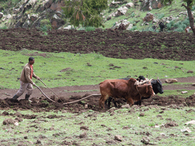 Ethiopian farmer.
