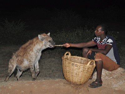 Feeding the hyenas