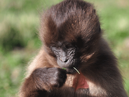 Gelada Baboon in Simien Mountains
