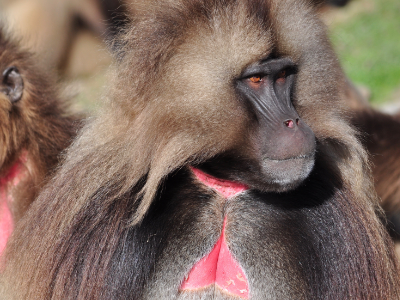 The endemic Gelada found in the Simien Mountains