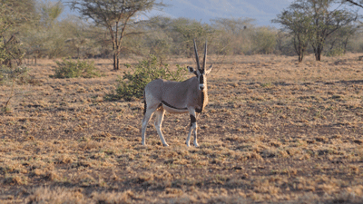 Oryx in Awash Park