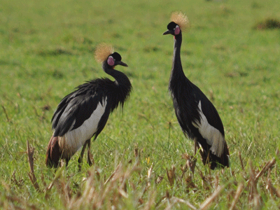 Black-crowned Cranes